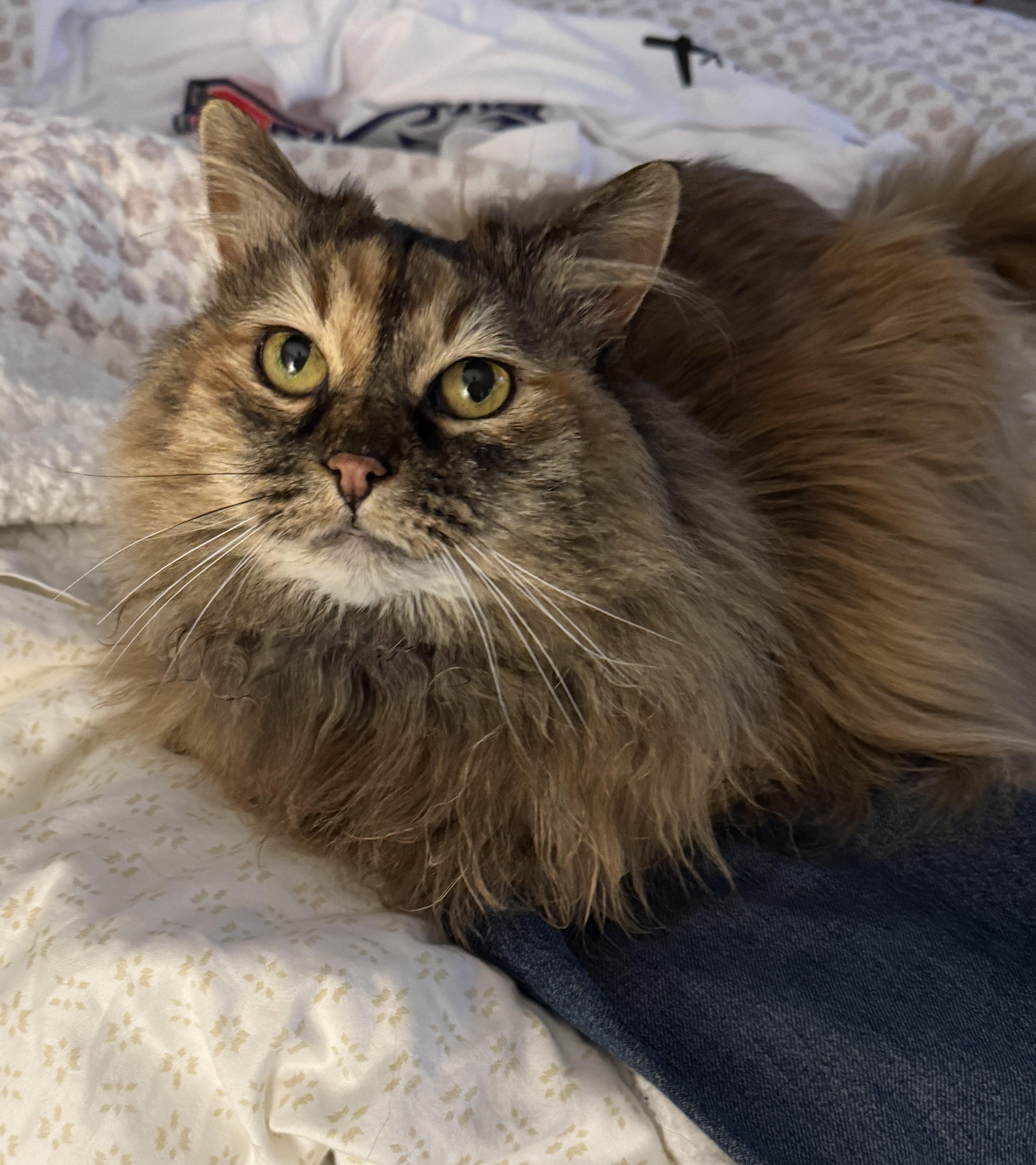 Enlarge Luna, an adopted Domestic Long Hair in Bloomfield, CT image 4/6
