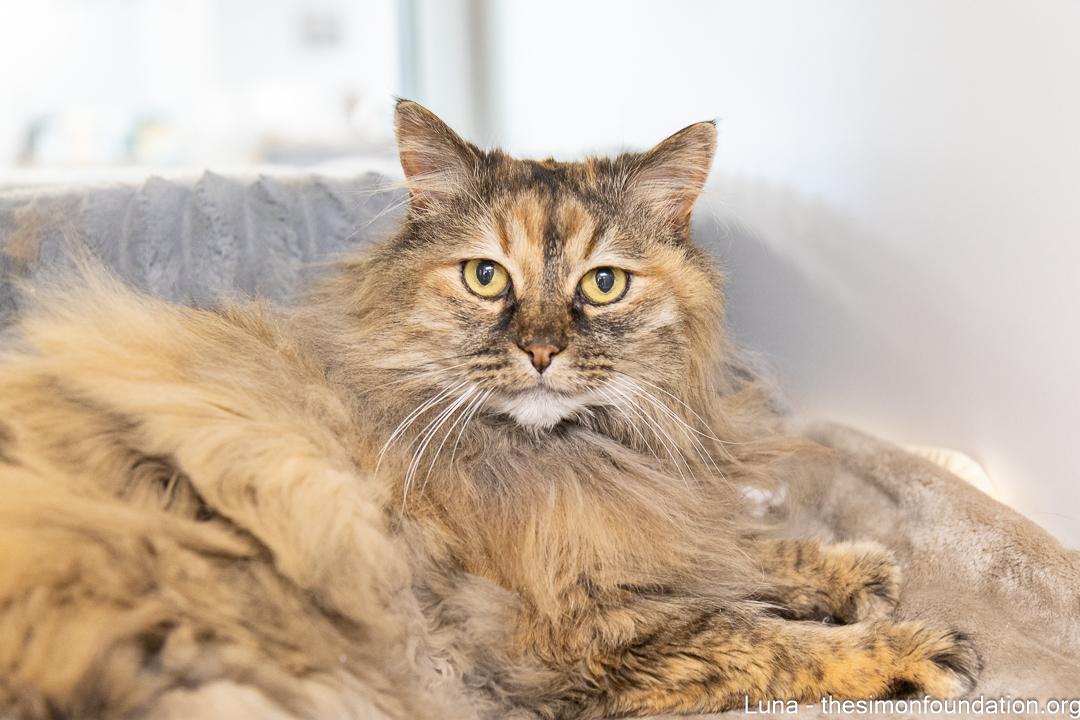Enlarge Luna, an adopted Domestic Long Hair in Bloomfield, CT image 2/6