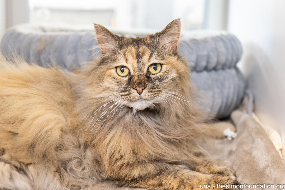 Luna, adopted, Senior Female Domestic Long Hair.