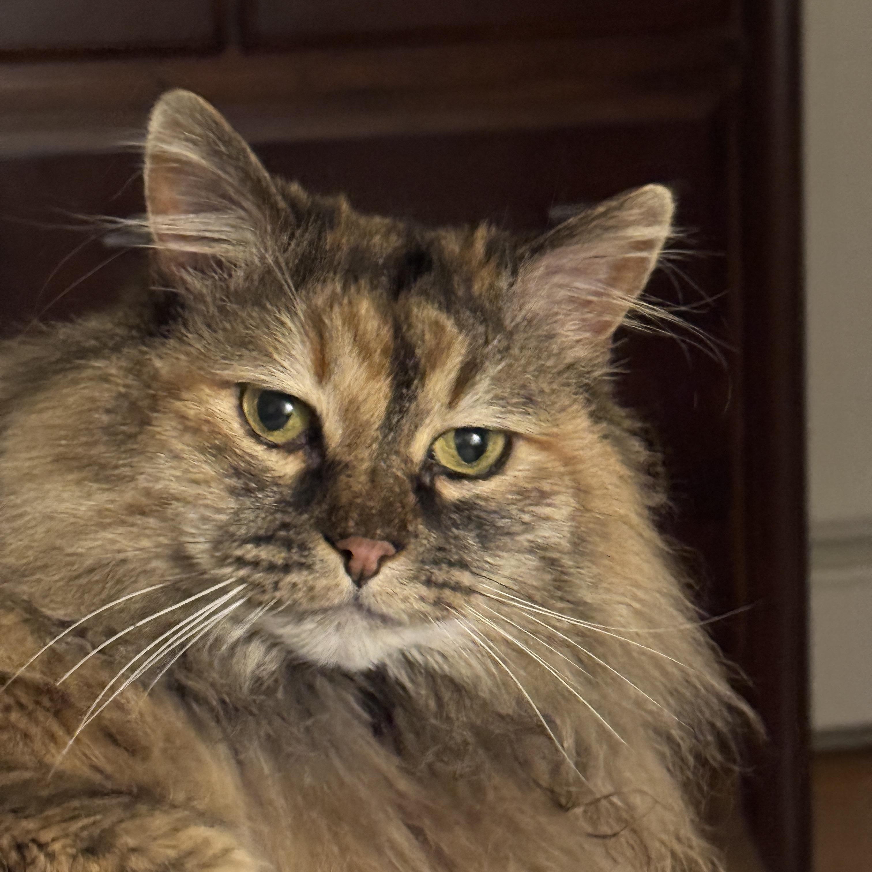 Enlarge Luna, an adopted Domestic Long Hair in Bloomfield, CT image 6/6