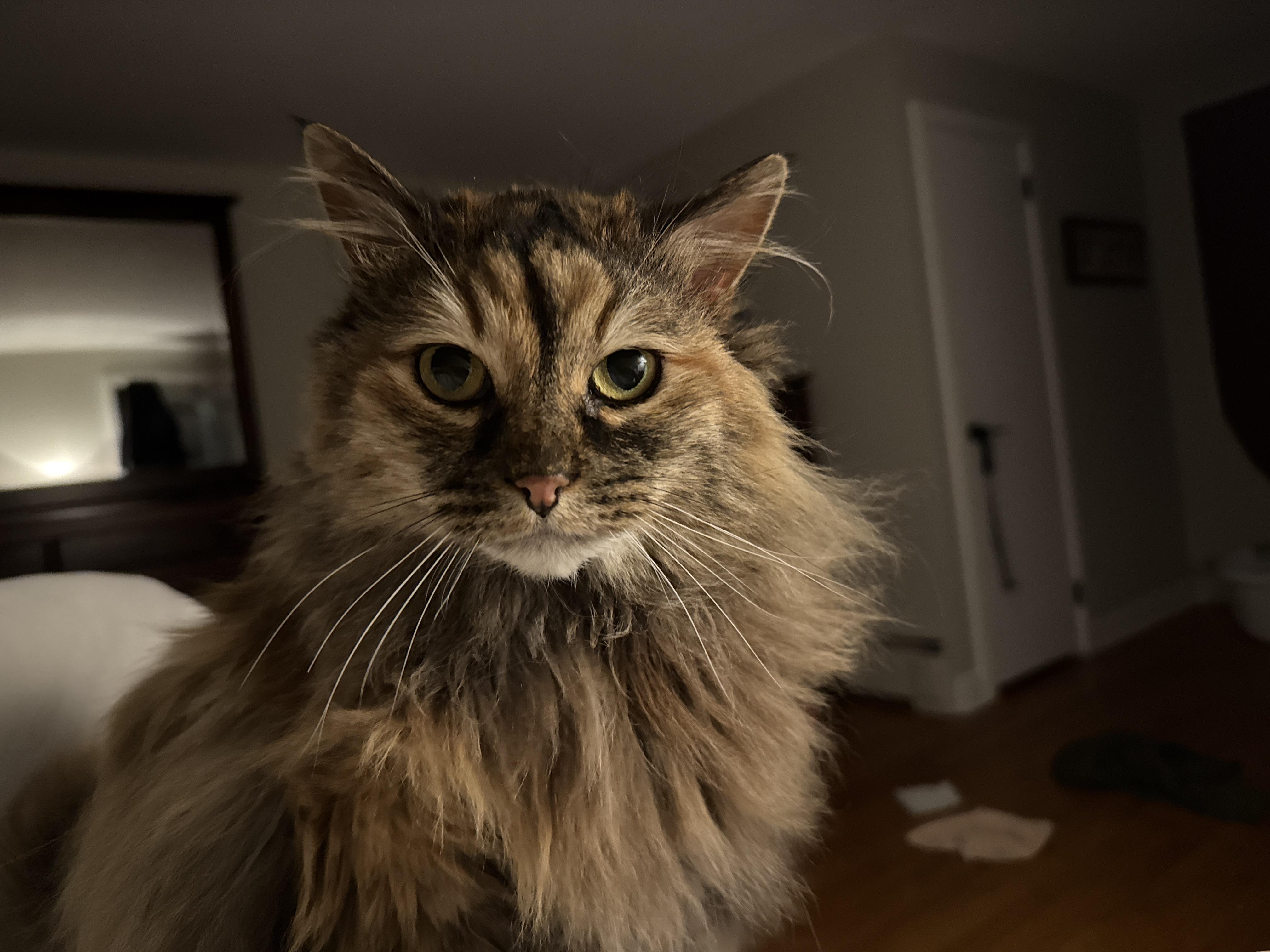 Enlarge Luna, an adopted Domestic Long Hair in Bloomfield, CT image 5/6