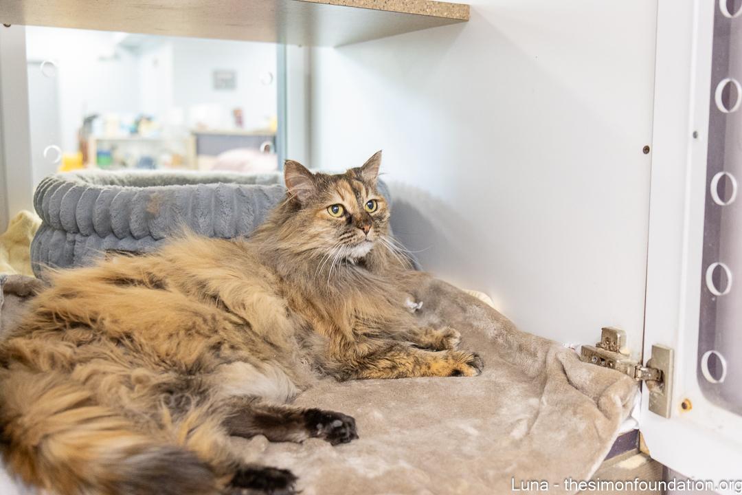 Enlarge Luna, an adopted Domestic Long Hair in Bloomfield, CT image 3/6