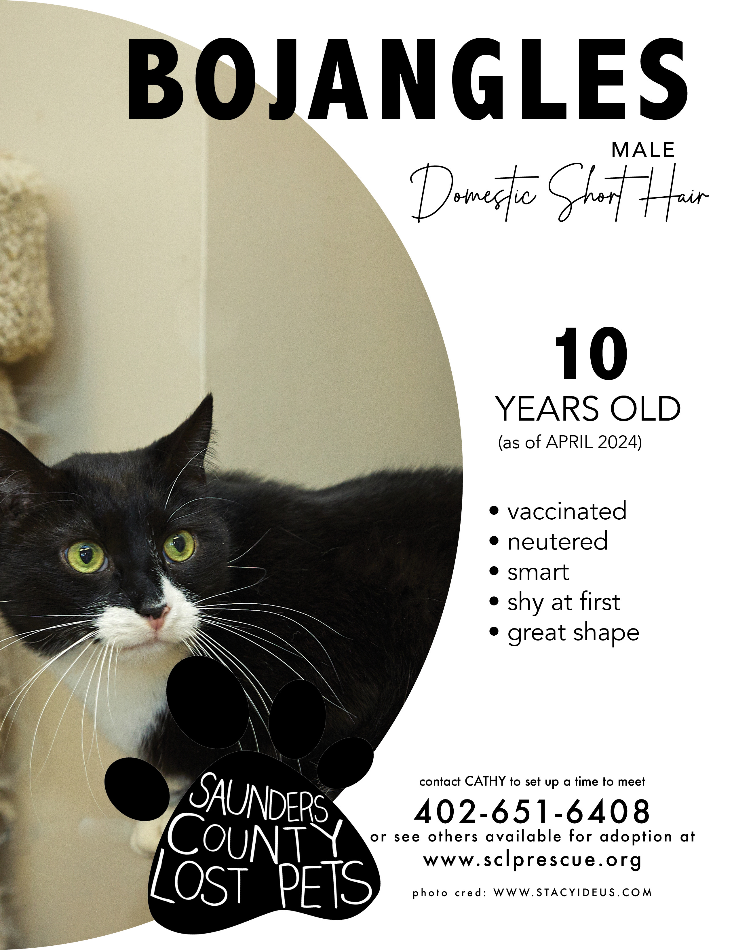 Enlarge Bojangles, a Adoptable mixed breed in Wahoo, NE image 1/2