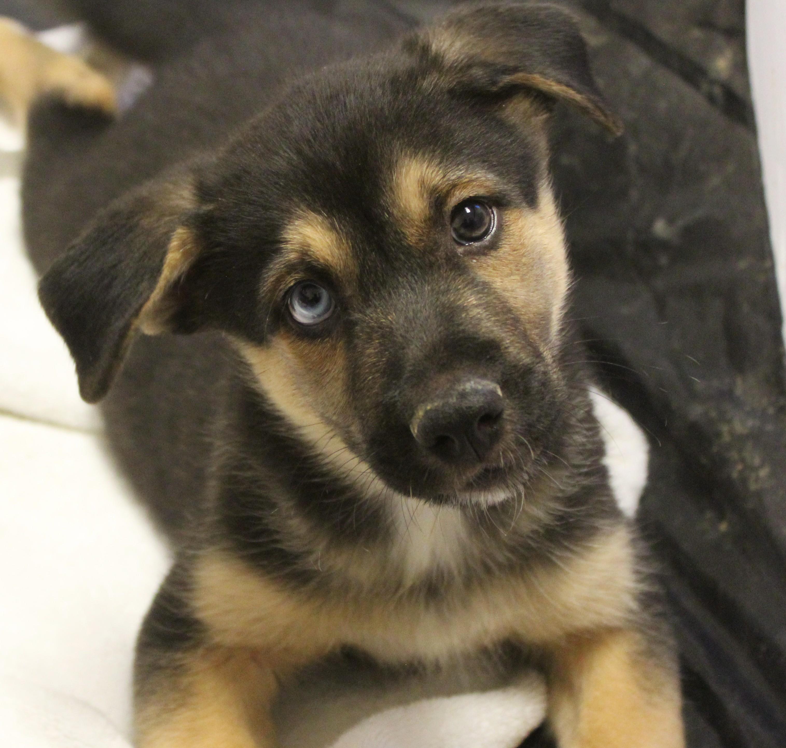 Mick Fleetwood, adopted, Young Male German Shepherd Dog & Shepherd.