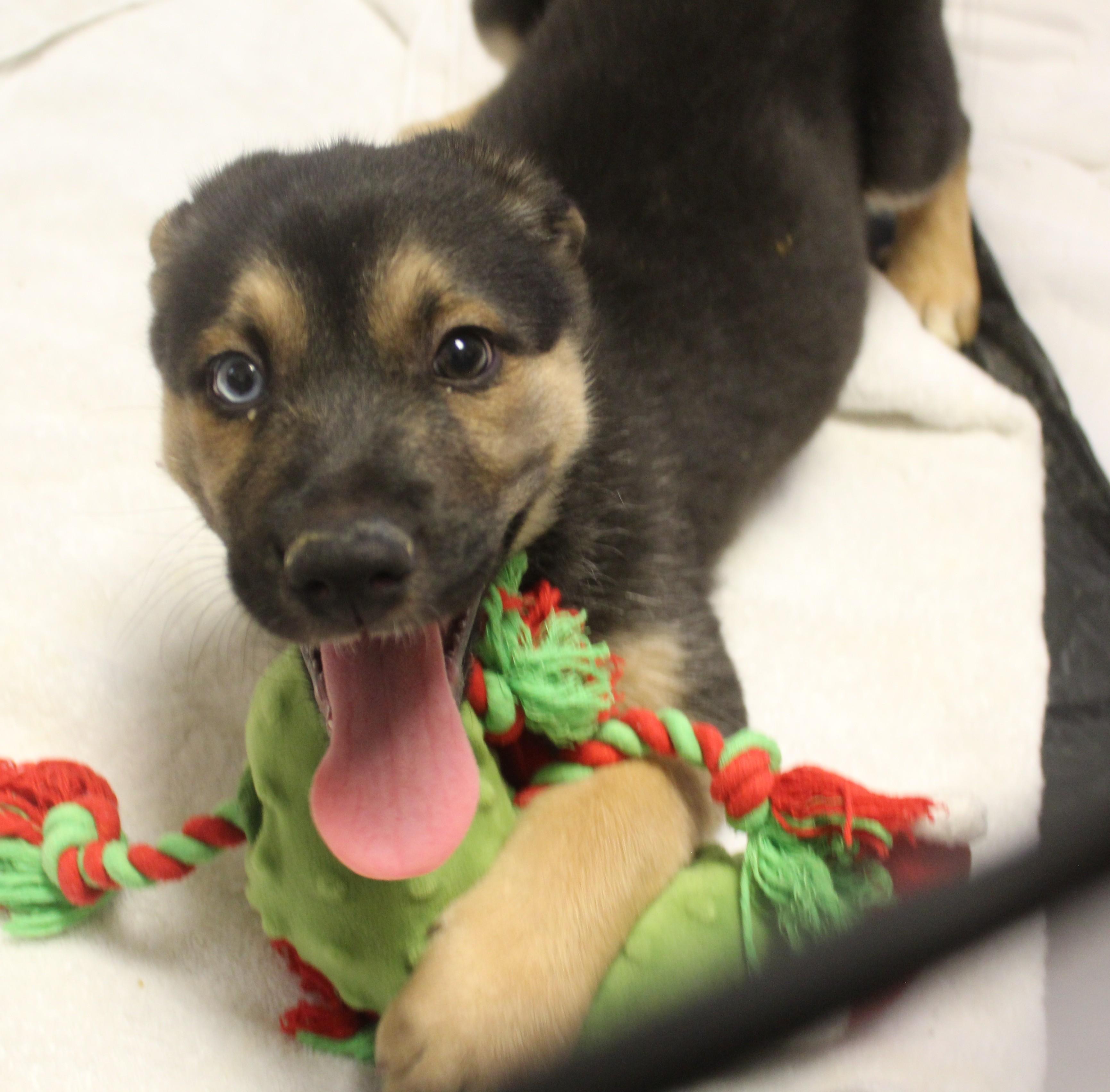 Enlarge Mick Fleetwood, an adopted mixed breed in Yucca Valley, CA image 3/6