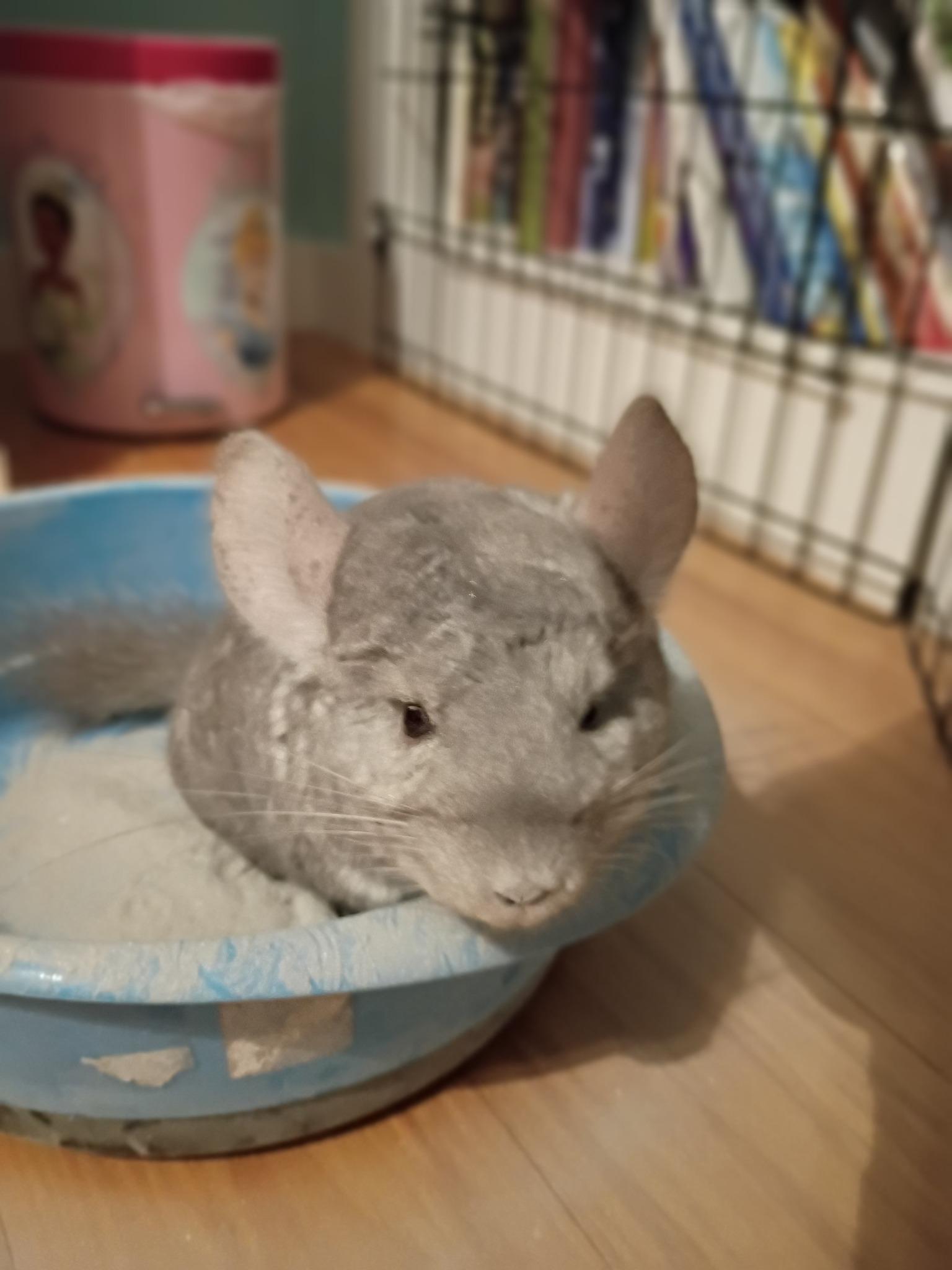Fluffy, Adoptable, Adult Male Chinchilla.