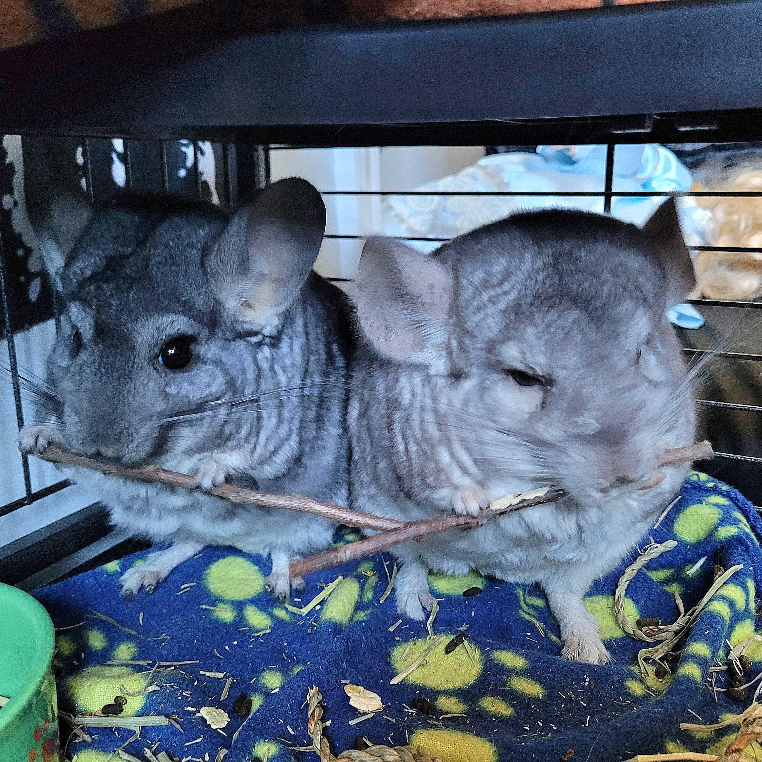 Fluffy and Marbles (BONDED PAIR)