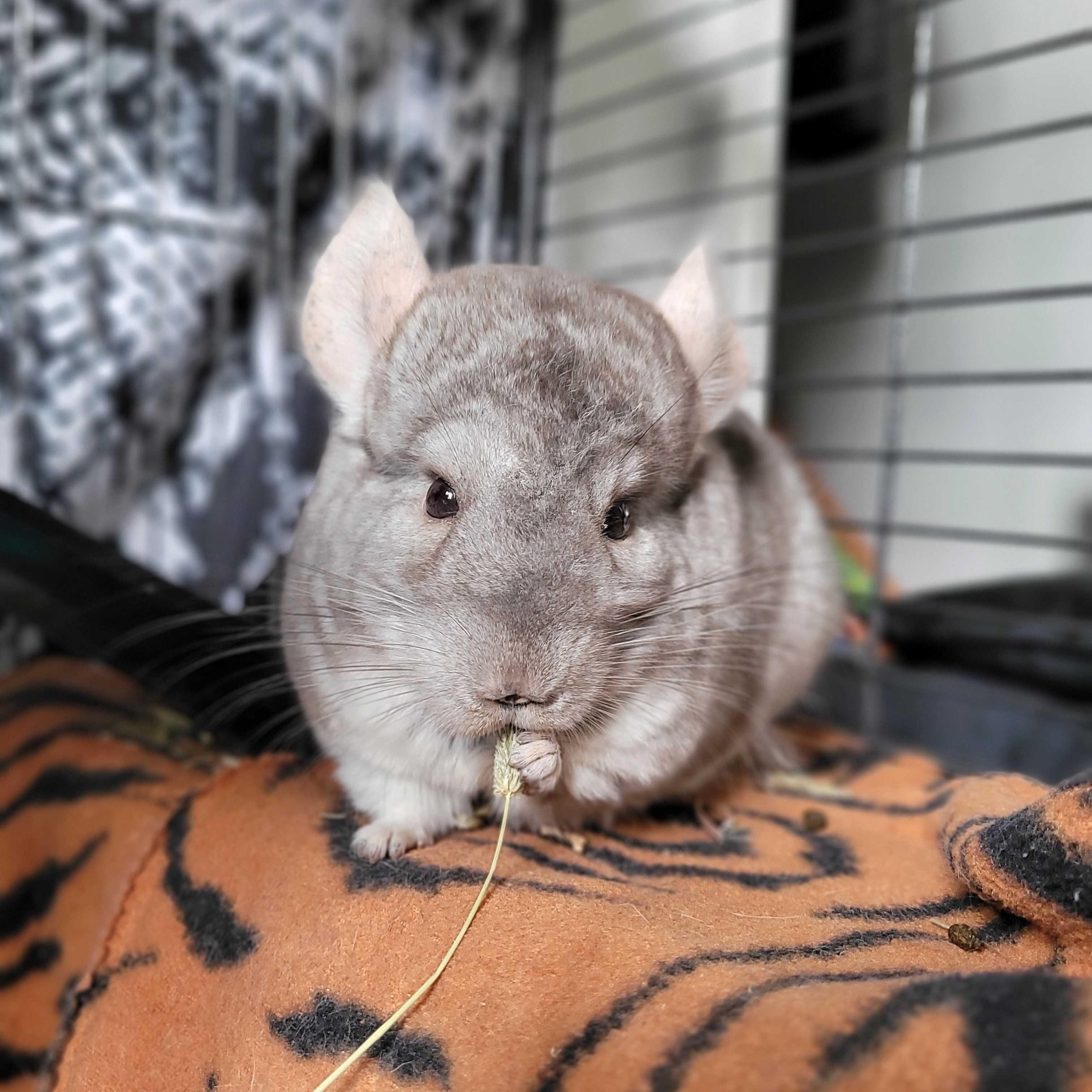Fluffy and Marbles (BONDED PAIR)