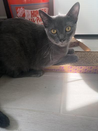 Runt Double — thumbnail 3