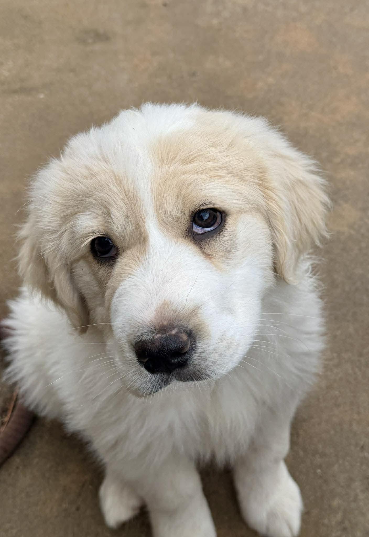 Enlarge Tybee, an adopted mixed breed in Kiowa, OK image 3/6