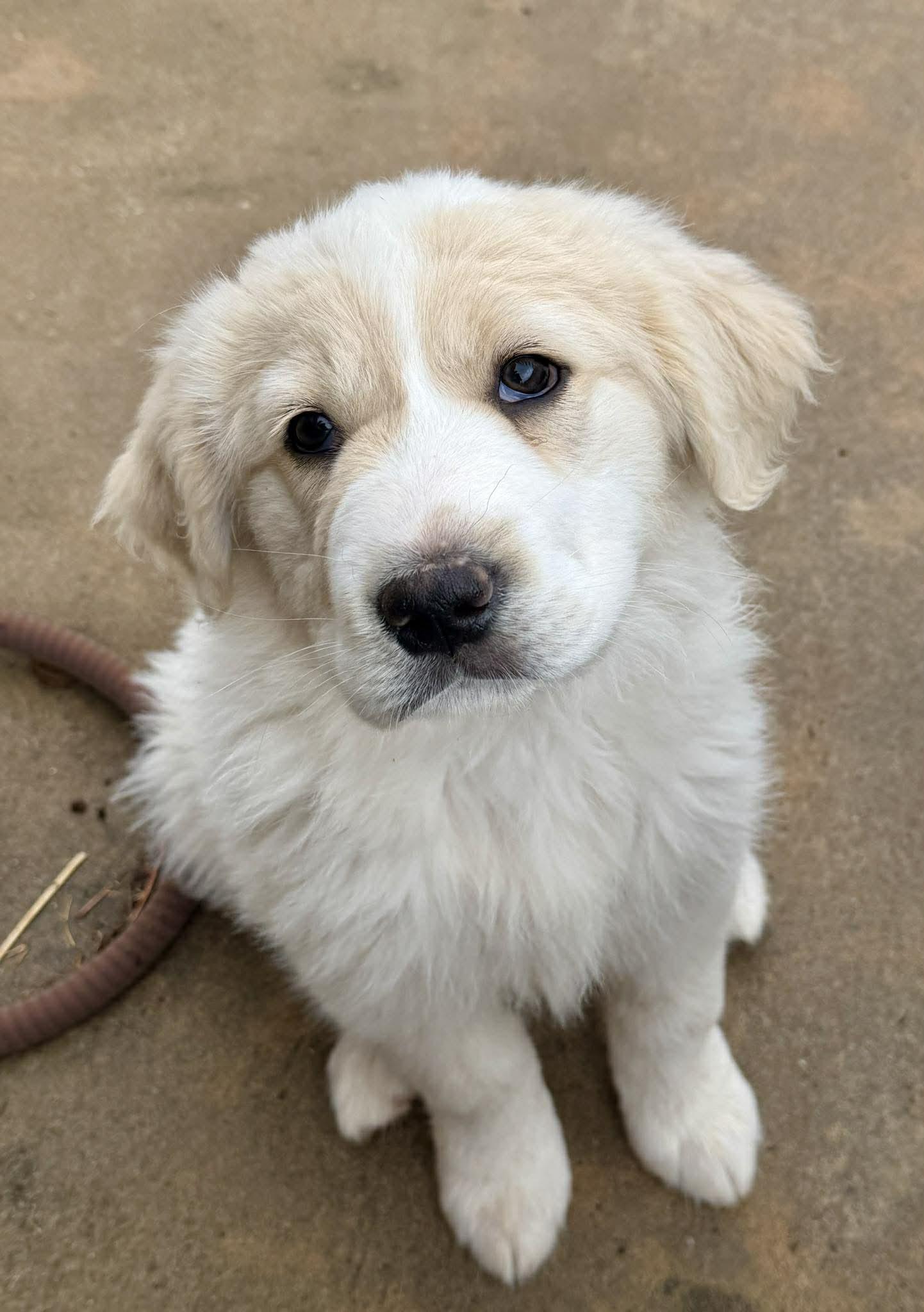Tybee, adopted, Puppy Male Great Pyrenees & Golden Retriever.