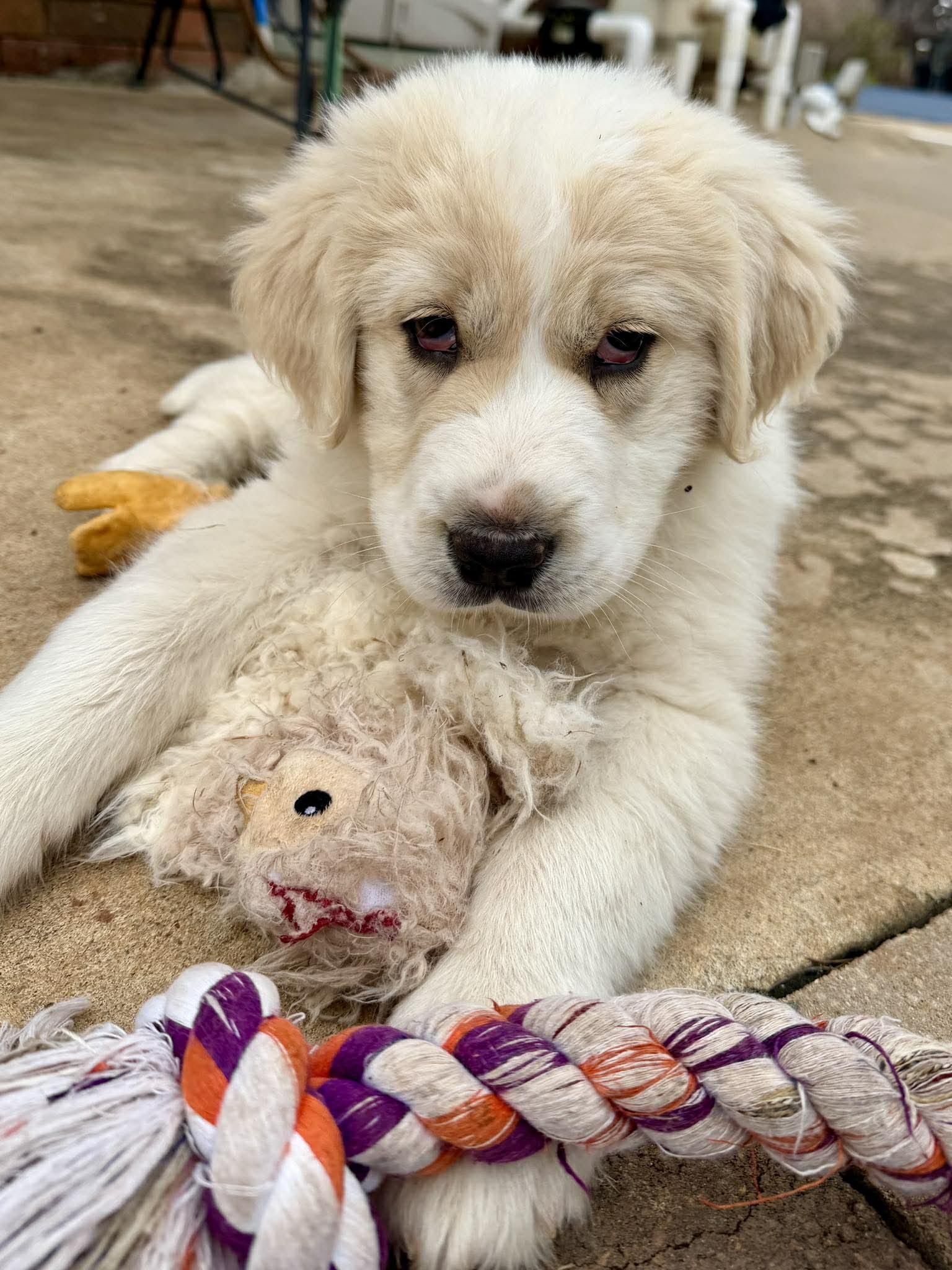 Enlarge Tybee, an adopted mixed breed in Kiowa, OK image 6/6