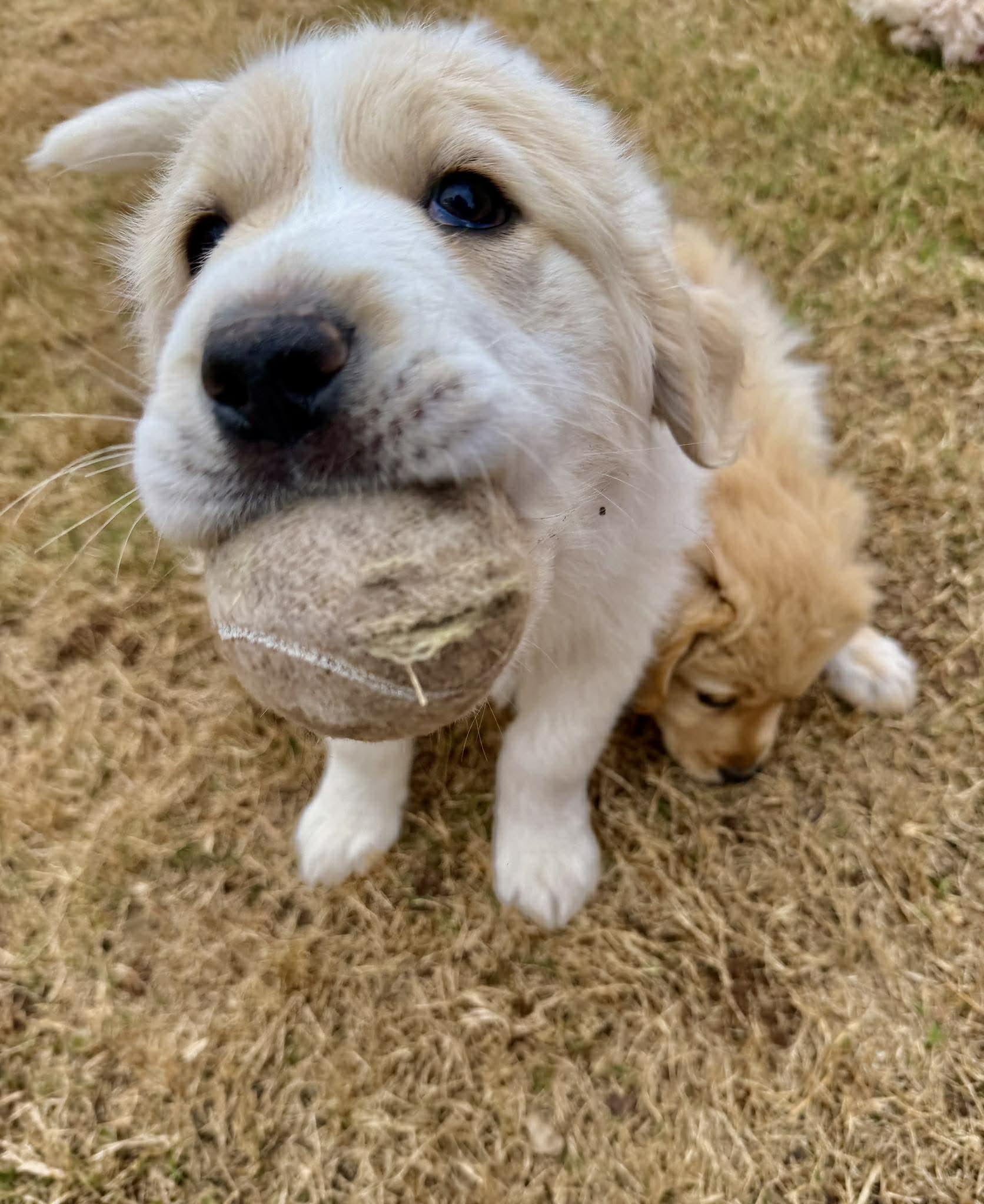Enlarge Tybee, an adopted mixed breed in Kiowa, OK image 4/6