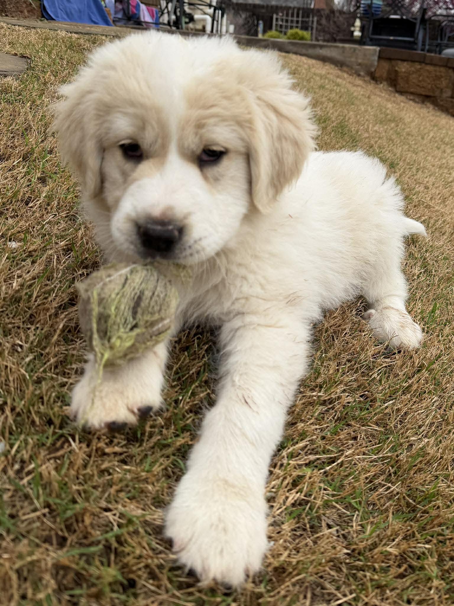 Enlarge Tybee, an adopted mixed breed in Kiowa, OK image 2/6