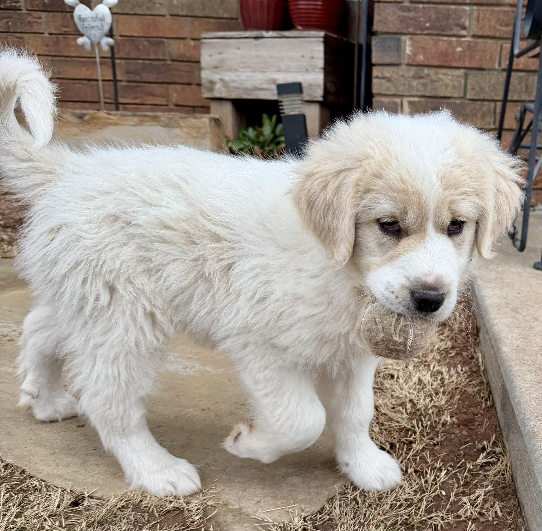 Enlarge Tybee, an adopted mixed breed in Kiowa, OK image 5/6