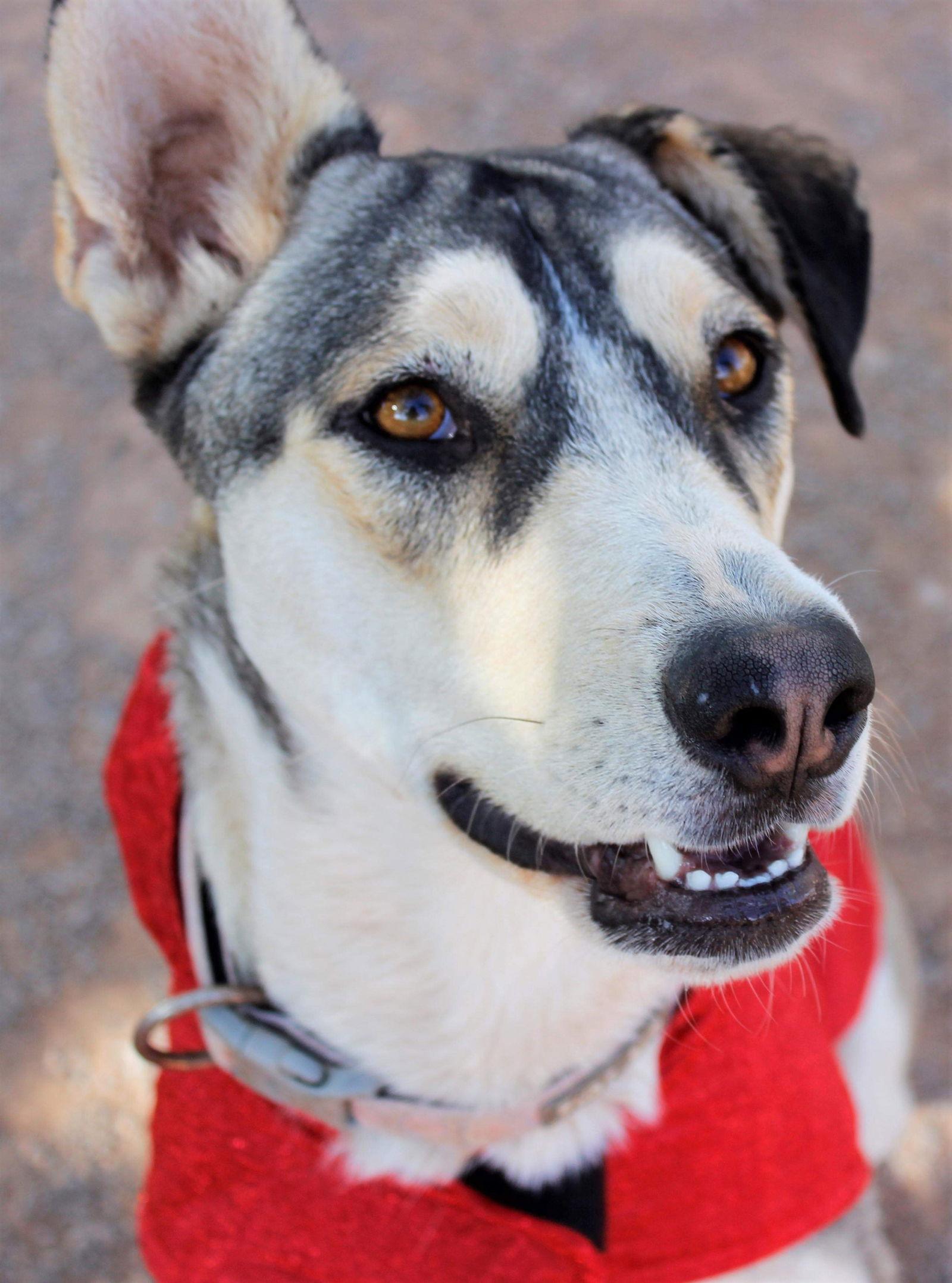 Enlarge Zia, a Adoptable Siberian Husky in Cedar Crest, NM image 1/3