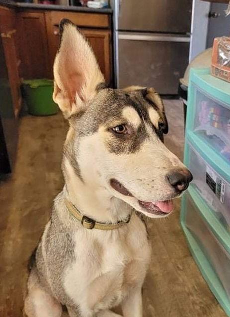 Enlarge Zia, a Adoptable Siberian Husky in Cedar Crest, NM image 2/3