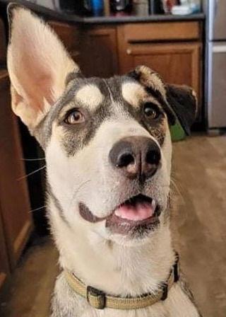 Enlarge Zia, a Adoptable Siberian Husky in Cedar Crest, NM image 3/3