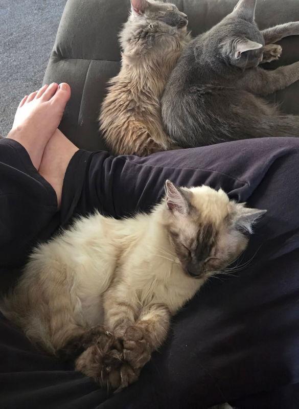 Kahlua, Adopted, Young Female Ragdoll & Siamese.