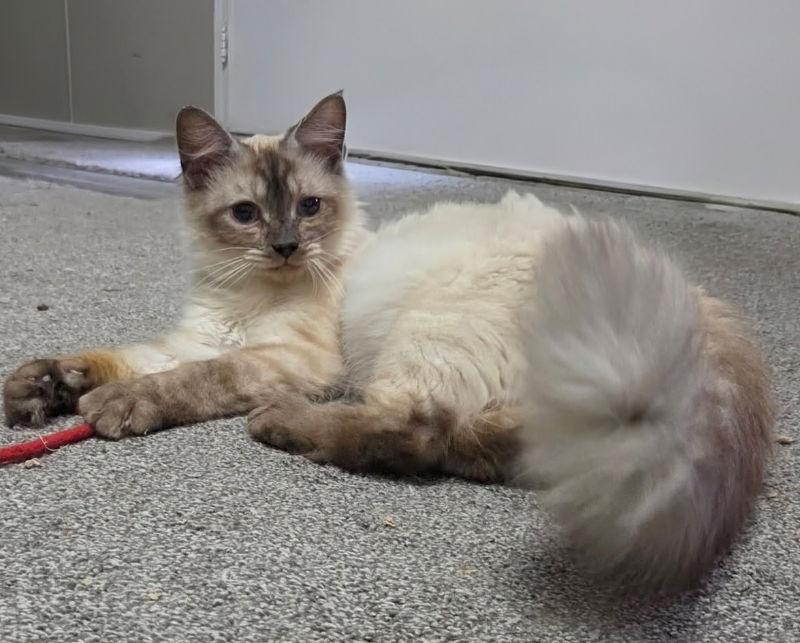 Kahlua, a Adopted mixed breed in Knoxville, TN image 2/3