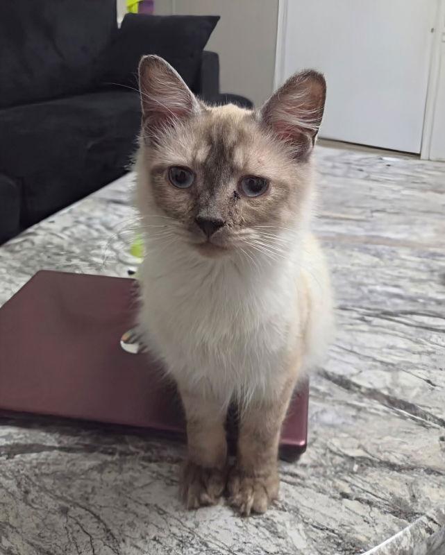 Kahlua, a Adopted mixed breed in Knoxville, TN image 3/3