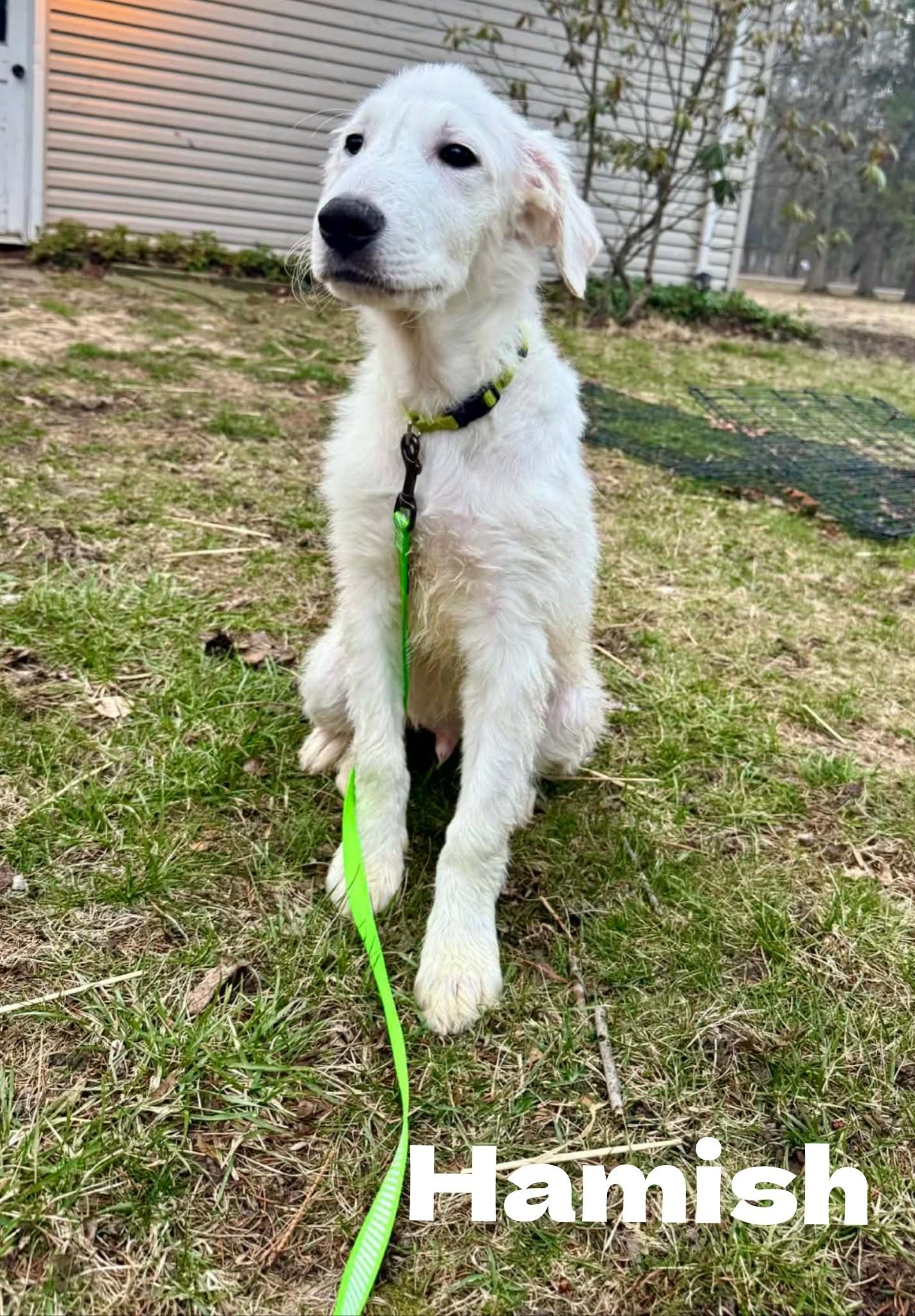 Hamish, a Adopted mixed breed in New Baltimore, MI image 1/3