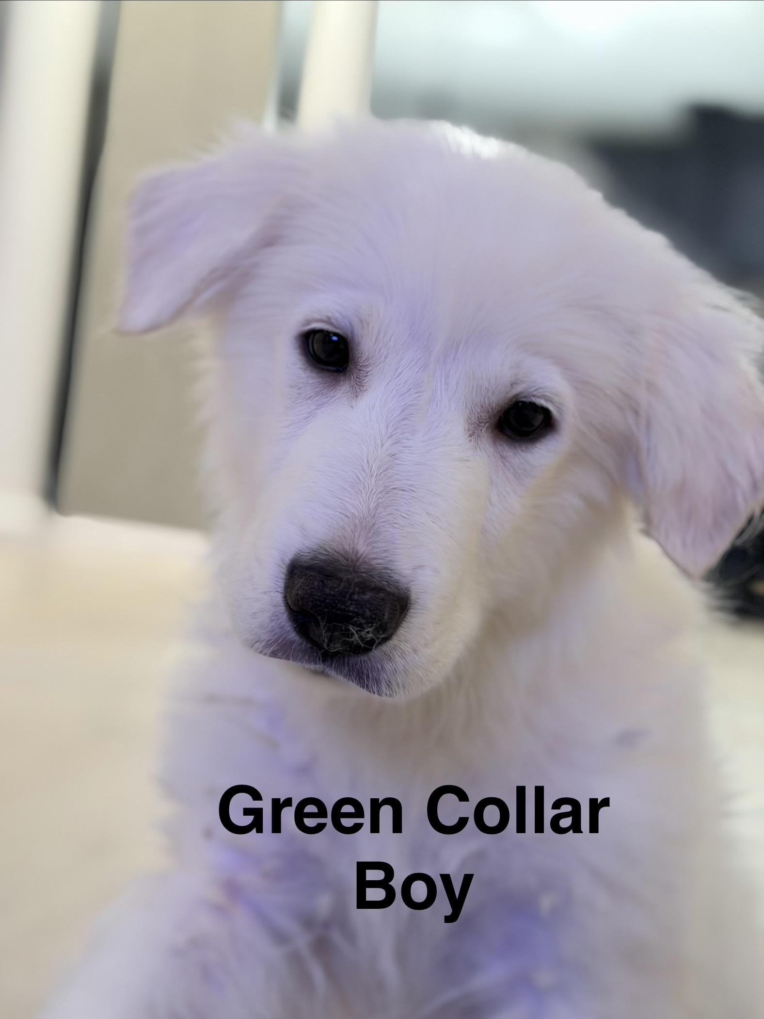 Hamish, a Adopted mixed breed in New Baltimore, MI image 2/3