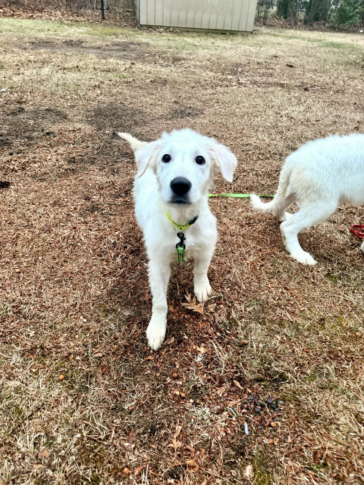 Hamish, a Adopted mixed breed in New Baltimore, MI image 3/3