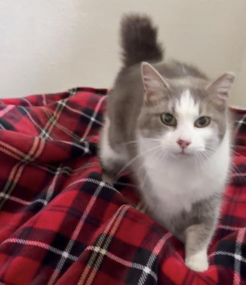 Nova, Adoptable, Senior Female Domestic Short Hair.