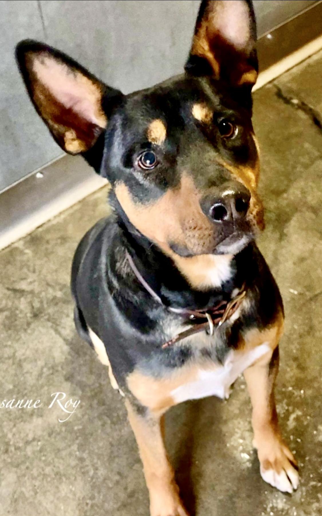 Enlarge Baxter, a Adoptable mixed breed in Manhattan Beach, CA image 1/6