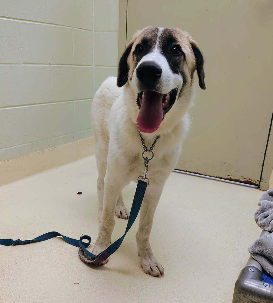 Beethoven, Adoptable, Young Male Great Pyrenees & Anatolian Shepherd.