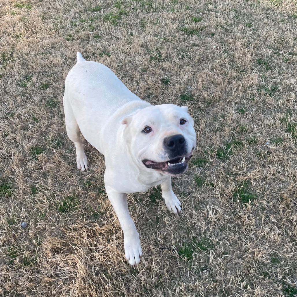 Rose, a Adoptable Mixed Breed in Columbus, GA image 1/2