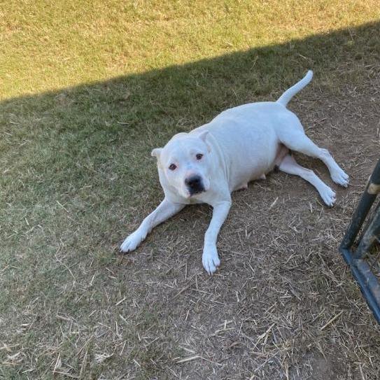 Rose, a Adoptable Mixed Breed in Columbus, GA image 2/2