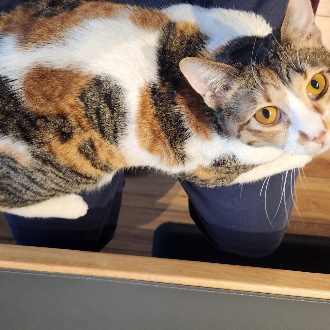 Enlarge Chillie, a ADOPTABLE Domestic Short Hair in Fairfax, VA image 3/5