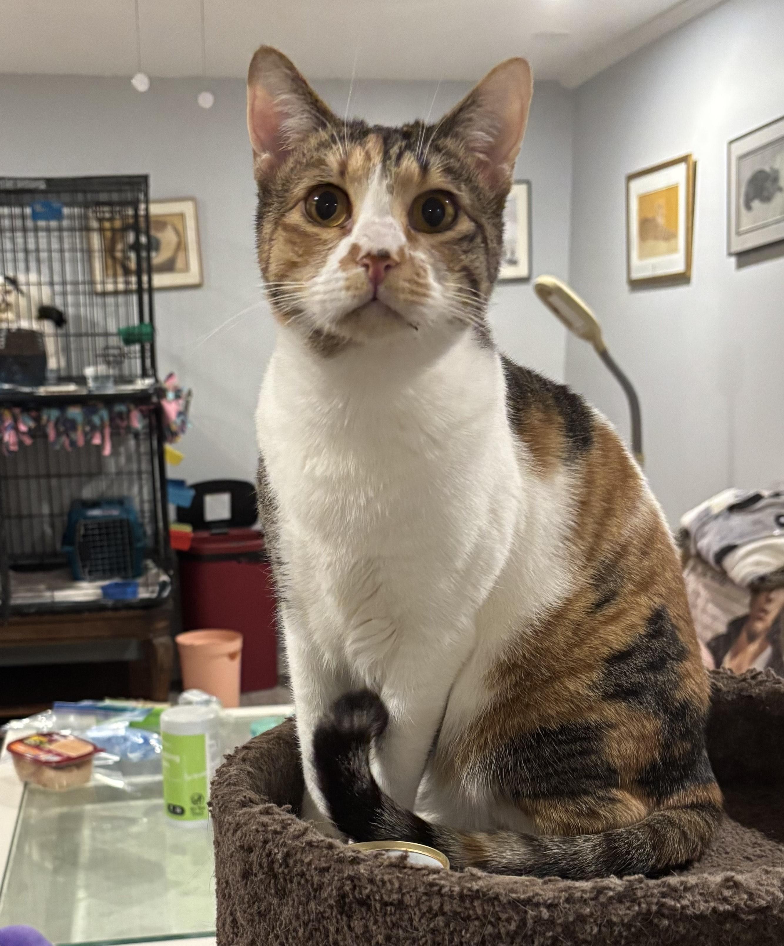 Enlarge Chillie, a ADOPTABLE Domestic Short Hair in Fairfax, VA image 1/5