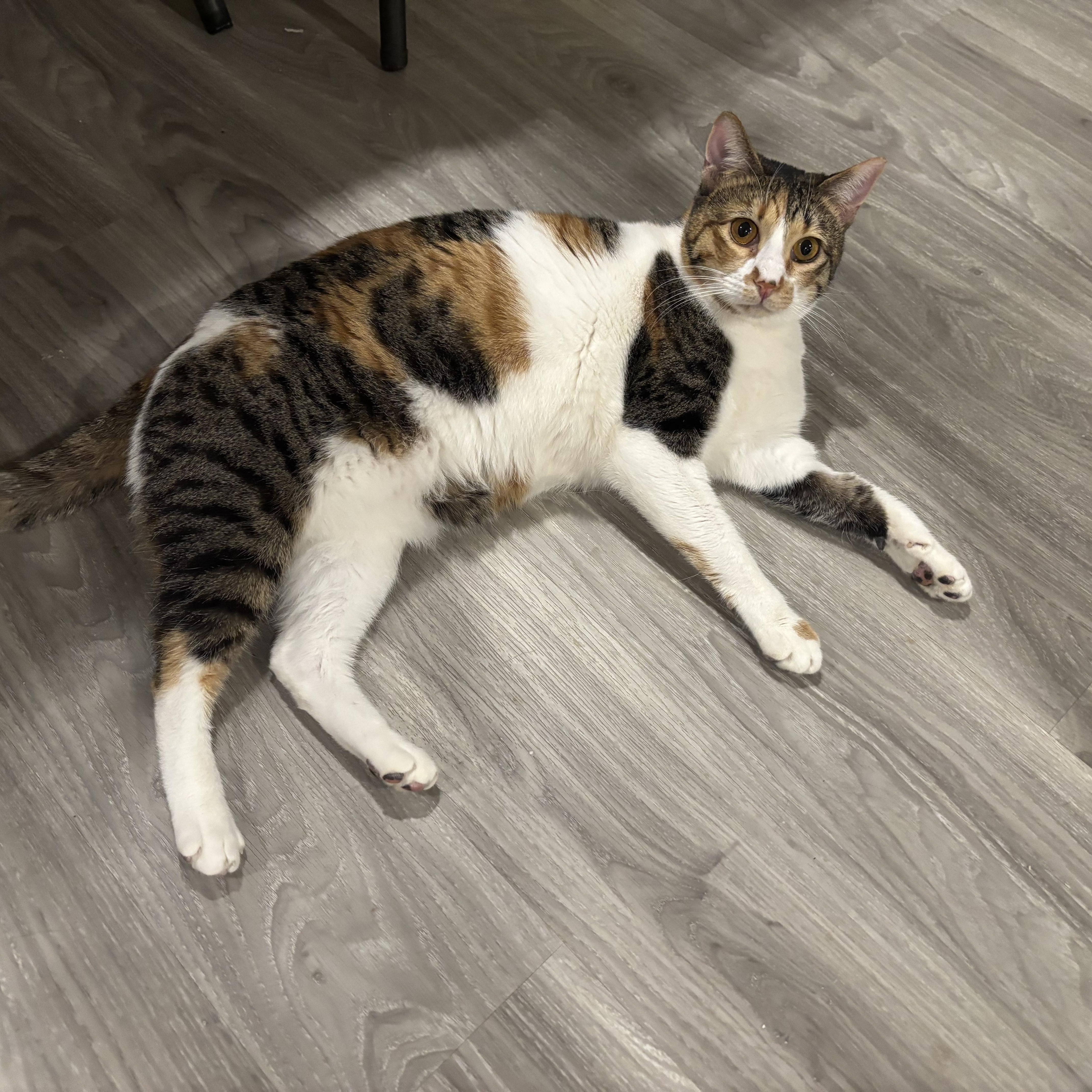 Enlarge Chillie, a ADOPTABLE Domestic Short Hair in Fairfax, VA image 2/5