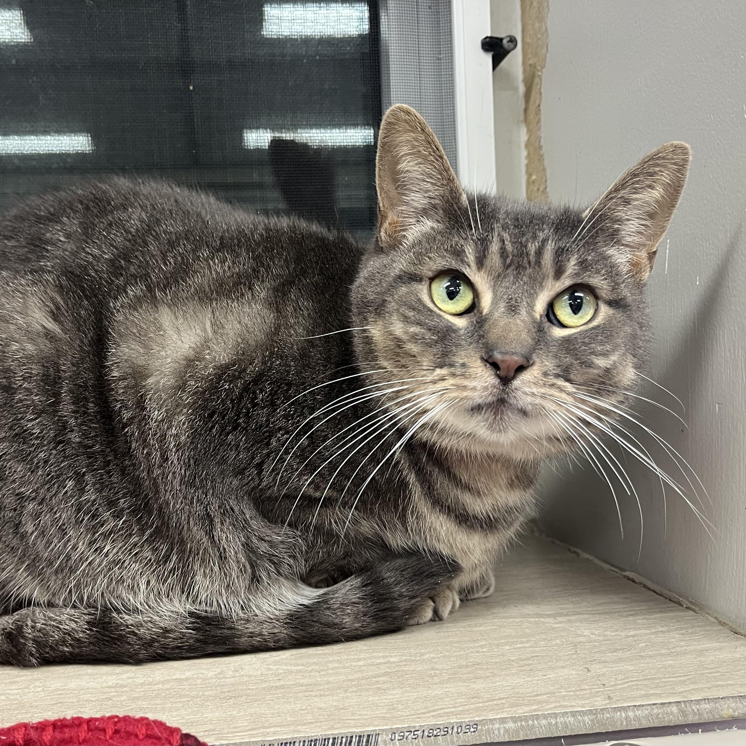 Enlarge Hazel, a Adoptable Domestic Short Hair in Dunkirk, NY image 1/2