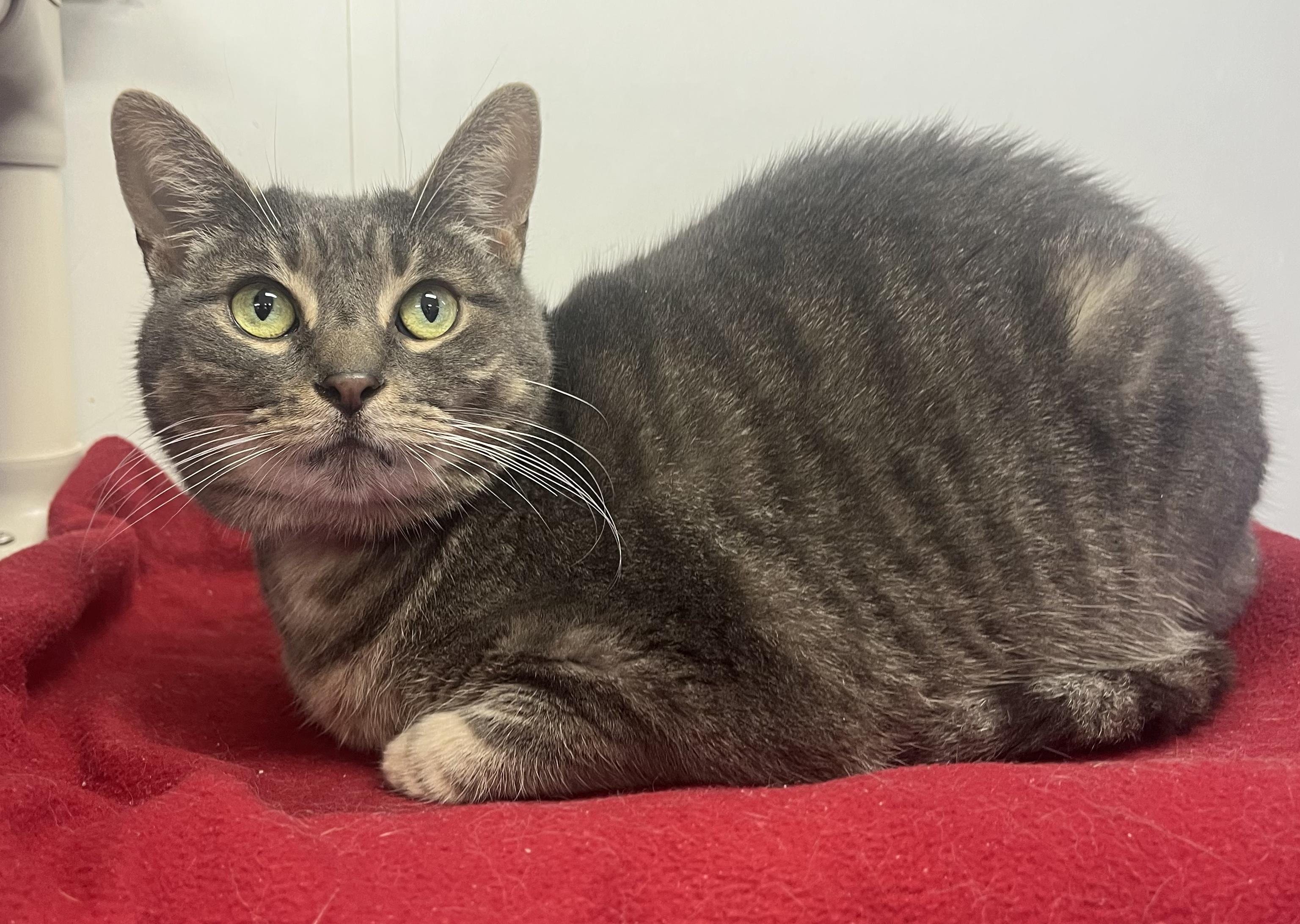 Enlarge Hazel, a Adoptable Domestic Short Hair in Dunkirk, NY image 2/2