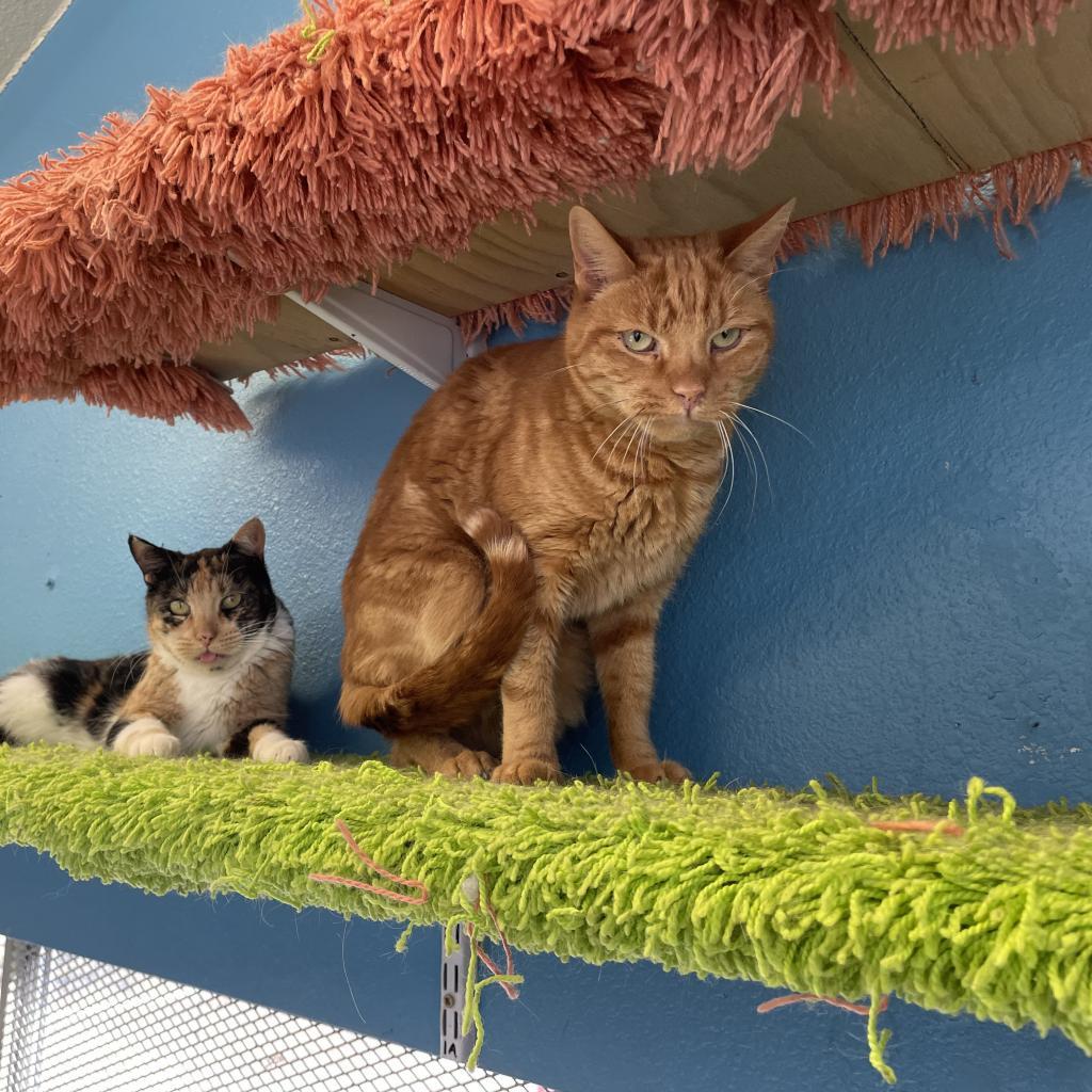 Briggs, Adoptable, Adult Male Domestic Short Hair & Tabby.