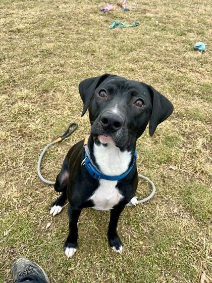 Enlarge Knoxer, a Adoptable mixed breed in Fallston, MD image 1/2