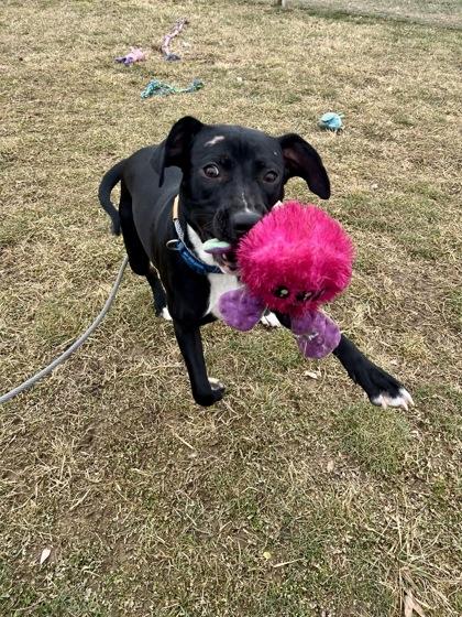 Enlarge Knoxer, a Adoptable mixed breed in Fallston, MD image 2/2