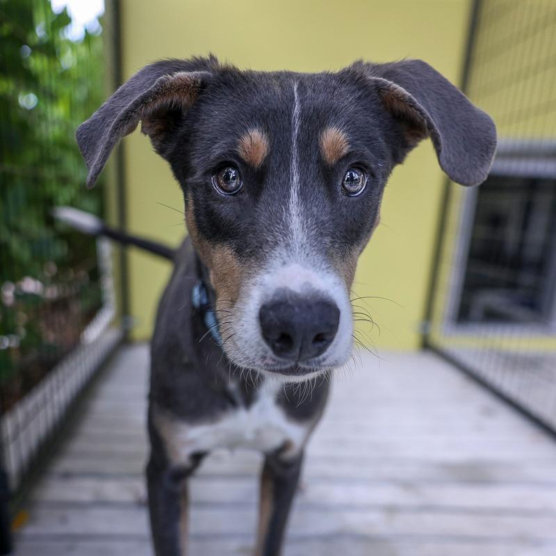 Enlarge Hobbs, a Adoptable Mixed Breed in Bradenton, FL image 1/1