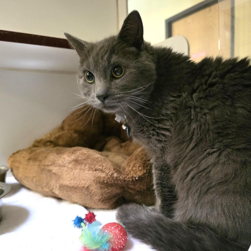 Gozer, Adoptable, Adult Male Domestic Medium Hair.
