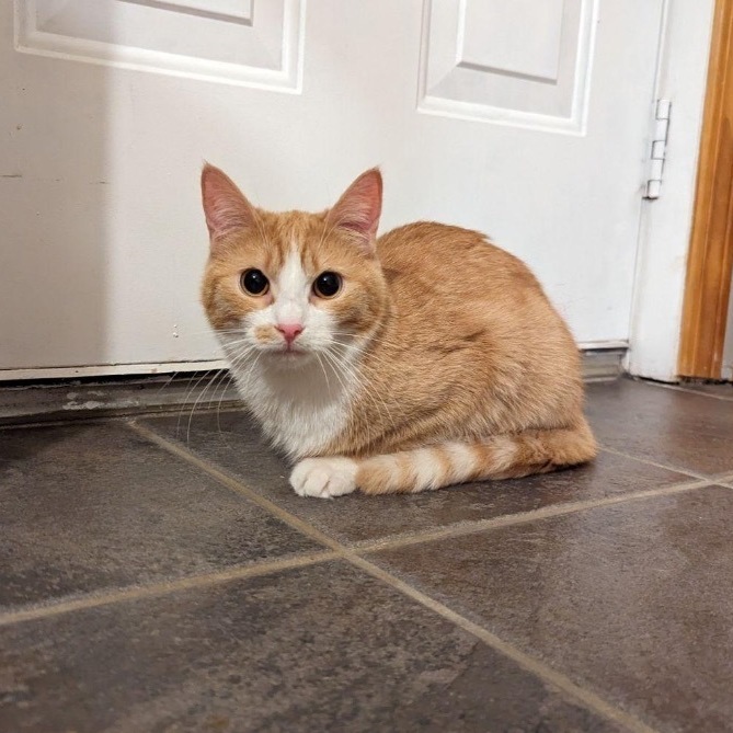 Summer, a Adoptable Domestic Short Hair in Plainville, CT image 1/4