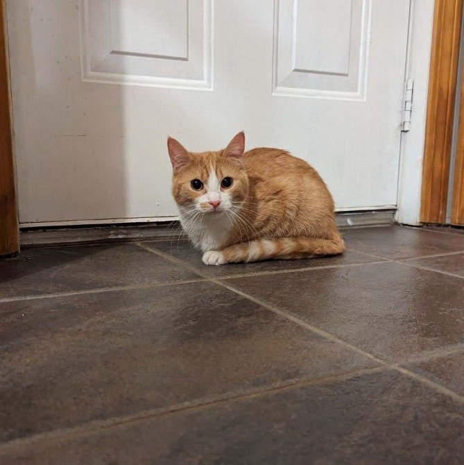 Summer, a Adoptable Domestic Short Hair in Plainville, CT image 3/4