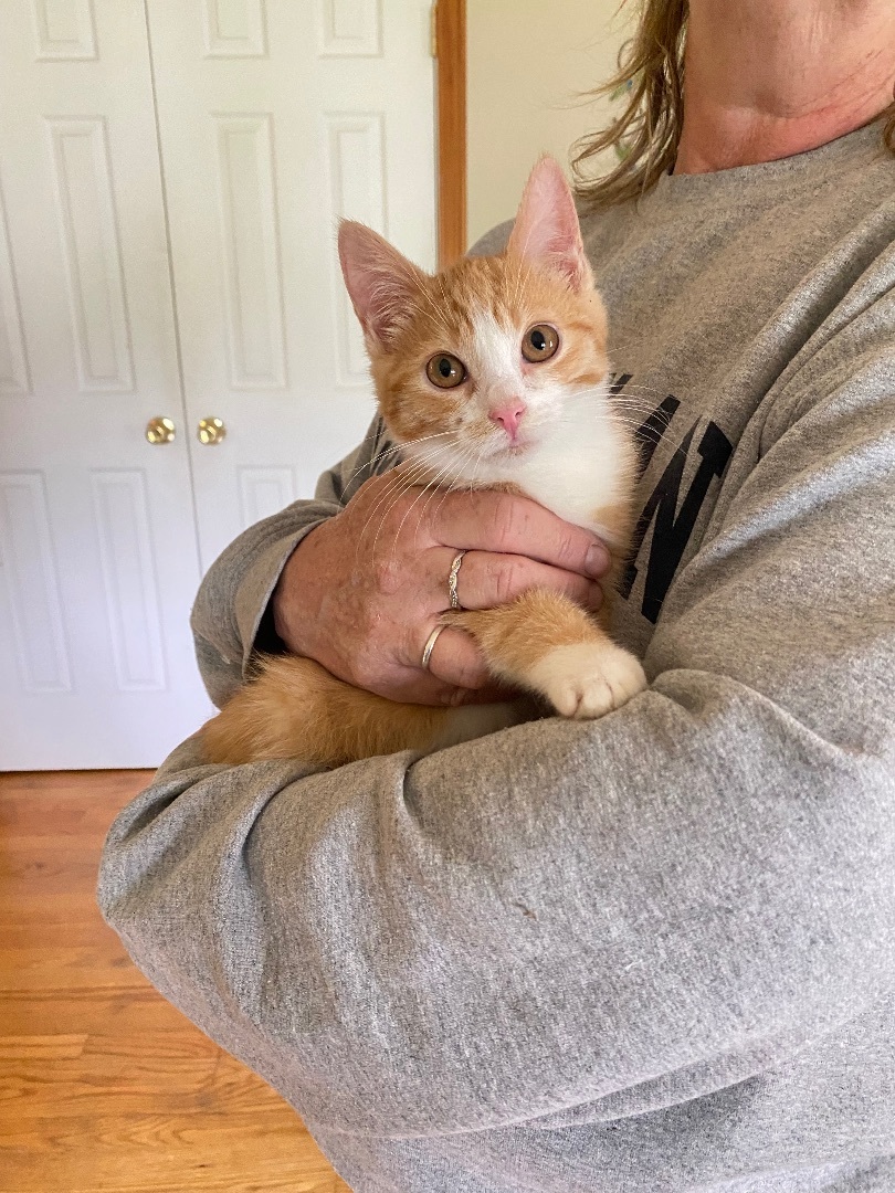 Summer, a Adoptable Domestic Short Hair in Plainville, CT image 2/4