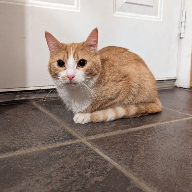 Summer, a Adoptable Domestic Short Hair in Plainville, CT image 4/4