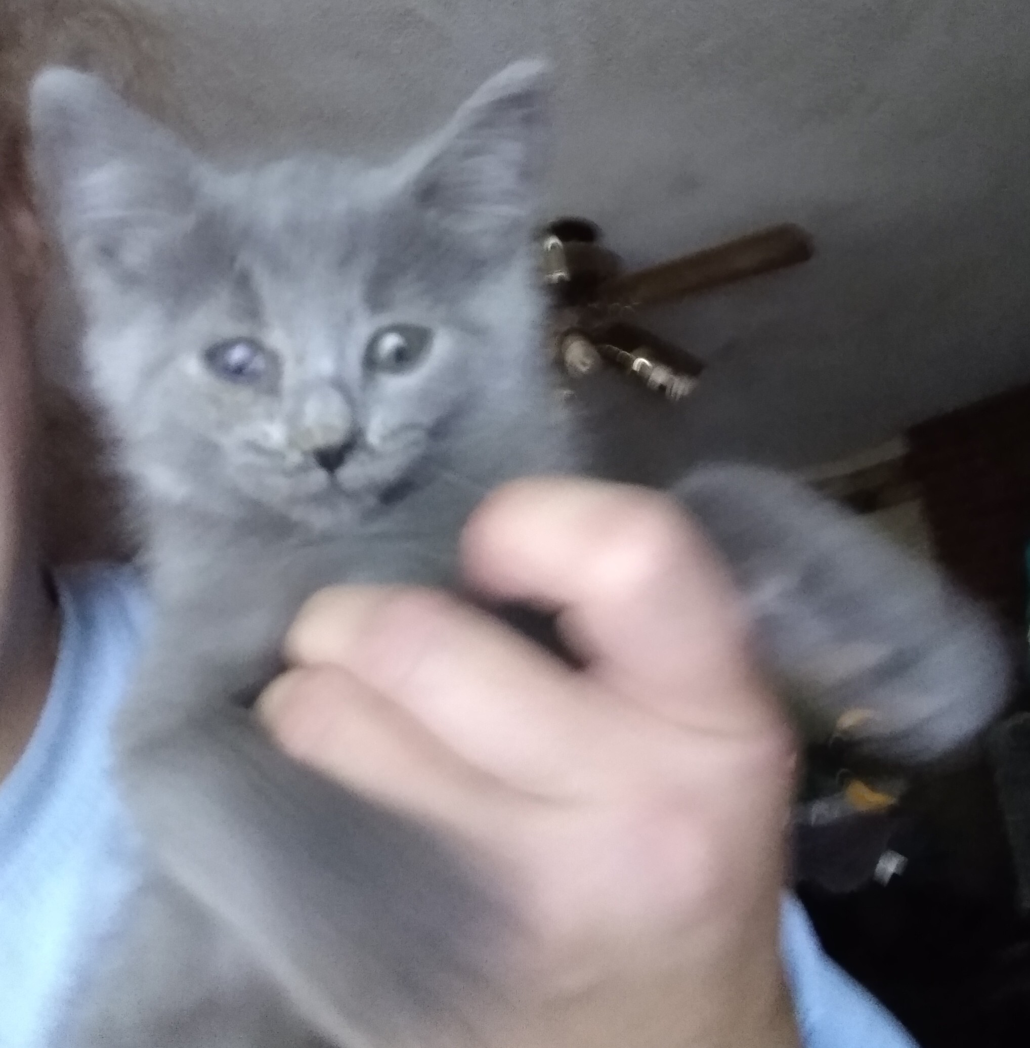 Robin, Adoptable, Adult Male Domestic Medium Hair.