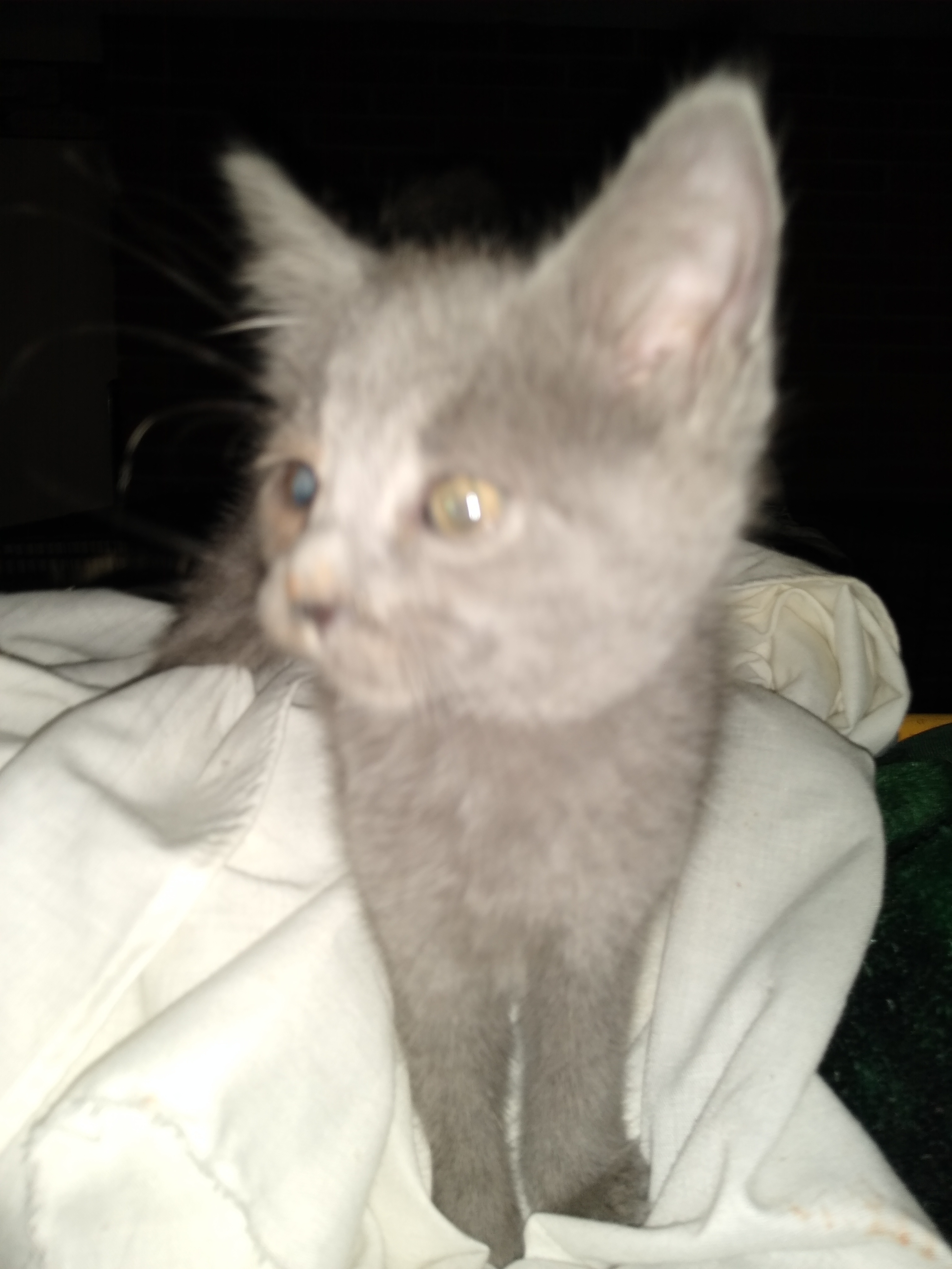 Robin, a Adoptable Domestic Medium Hair in Jasonville, IN image 2/10