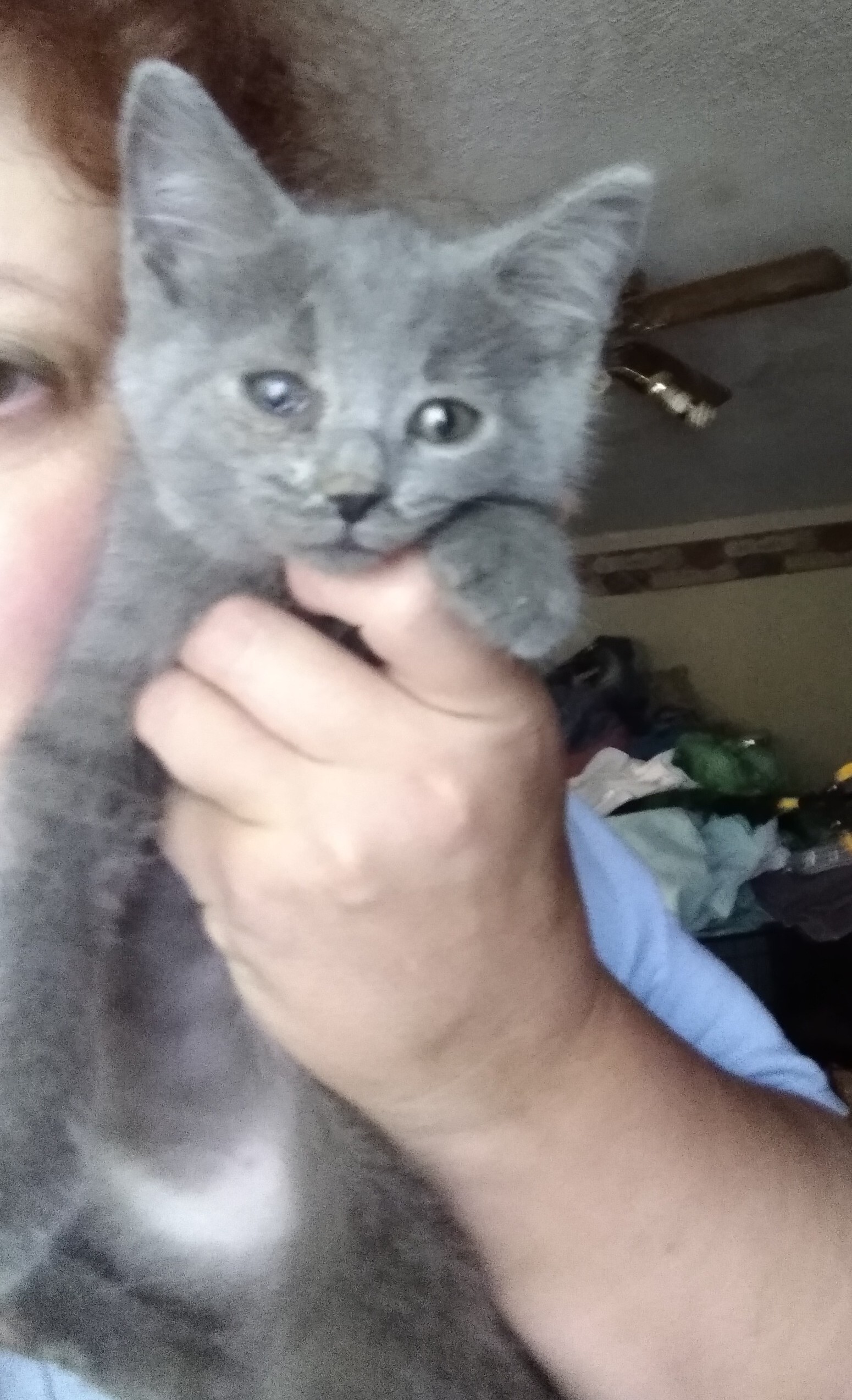 Robin, a Adoptable Domestic Medium Hair in Jasonville, IN image 3/10